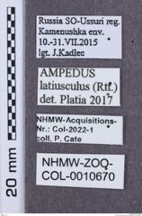 Etikette zu Ampedus latiusculus (NHMW-ZOO-COL-0010670)